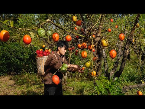 Make exquisite snacks with dog shit melon (also known as hovenia seeds)