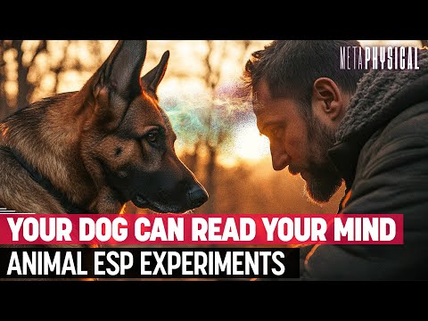 Your Dog Can Read Your Mind