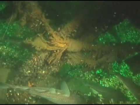 Ryby Skarby Bałtyku