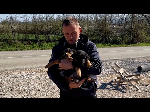 These puppies are heroes! They survived the bag and the busy road.