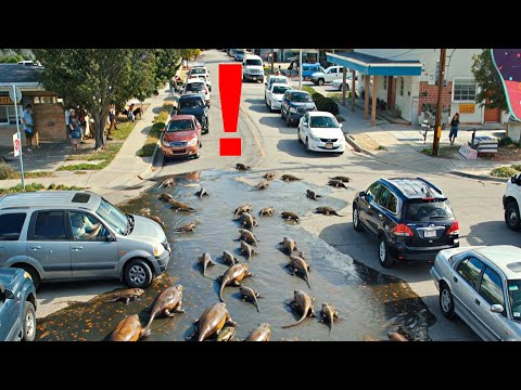 15 Animal Swarms That Couldn't Be Stopped