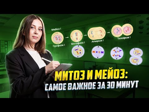 Митоз и мейоз: все важные моменты за 30 минут | Биология ЕГЭ для 10 класса | Умскул