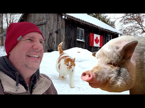 A Big Day for the Mini Pigs | Our Small Farm Adventures