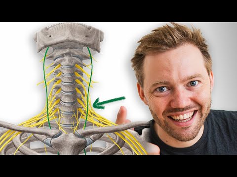 Truly understand the vagus nerve (anatomy + function)