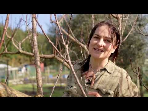 Pruning Fruit Trees The Basics Step Three The Branches