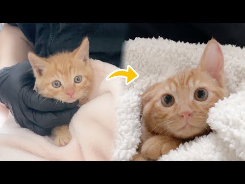 The story of the growth of a four-month-old kitten (Rami) who came close to death.