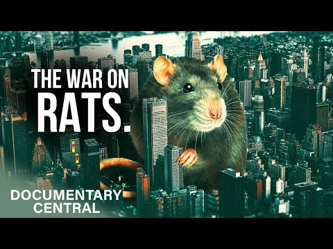 The Big Reason New York Will Never Win the War On Rats | NYC Revealed | Documentary Central