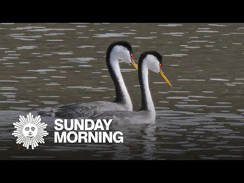 Nature: Mating grebes