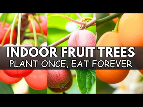 15 Fruit Trees That THRIVE in Pots, Shade & Tiny Spaces - The Lazy Gardener's Goldmine | Nostalgia