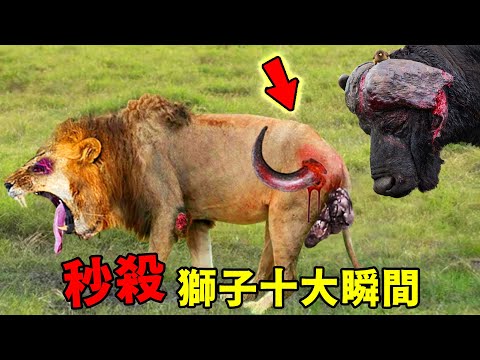 鏡頭實拍獅子被秒殺的十大瞬間，第一名堪稱頂級「獵獅」時刻！3秒鐘之內解決兩只獅王，實在太霸氣！