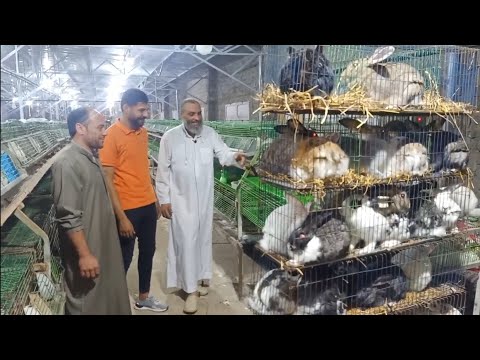 ٥٠ ام + ٥ ذكور ٢/١ طن علف هو فيه ارانب كده استمتع في العلمين