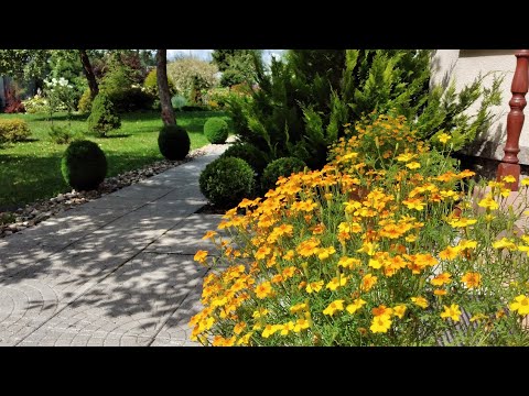 Высаживаю Цветы🌿 в Кашпо и Клумбы Букетным Способом. Украшаю свой Сад #сад #garden