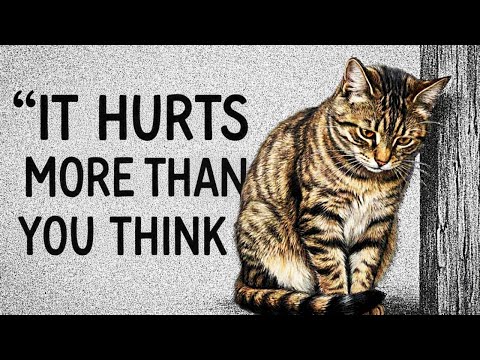 9 Everyday Things That HURT Your Cat (Number 5 Will Shock You)
