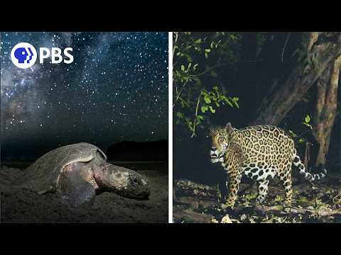 How Jaguars Are Saving Sea Turtles