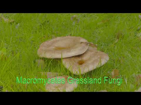 Fungi    26112025 - HD 1080p