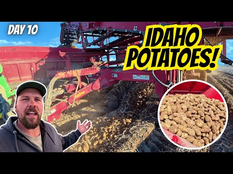 Harvesting WORLD-FAMOUS Idaho Potatoes!
