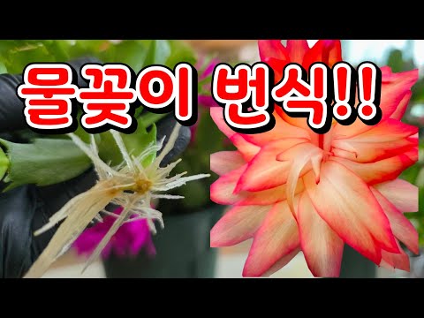 게발선인장 큰 개체를 뿌리 쉽게 내리기!!🌴 배수가 좋은 흙배합 만들기!!🌴 최적의 화분!!