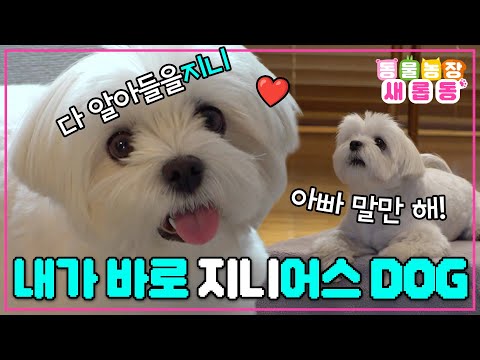 [#새롭동물농장] 아빠 말만 해! 내가 다 알아들을지니🧞 지니어스견 지니의 등장🐶 / EP.1251 #TV동물농장 #AnimalFarm #SBSstory