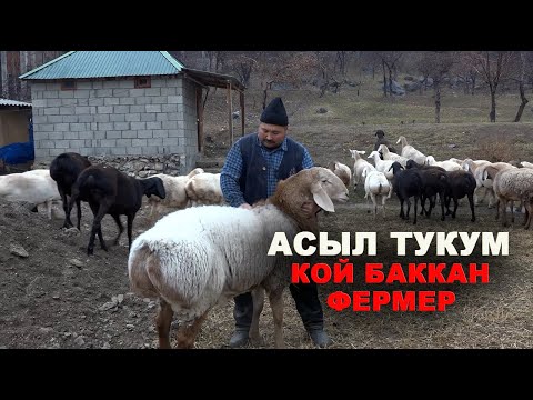 АСЫЛ ТУКУМ КОЙ БАККАН ФЕРМЕР
