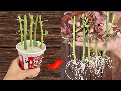Just Rice! Roses unexpectedly grow 500% roots in just 1 night and bloom continuously