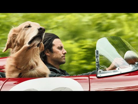 狗的一生很短，所以下辈子才会变成人陪你，感动无数人的温情电影，22分钟看完2019年爱情运动电影《我在雨中等你》