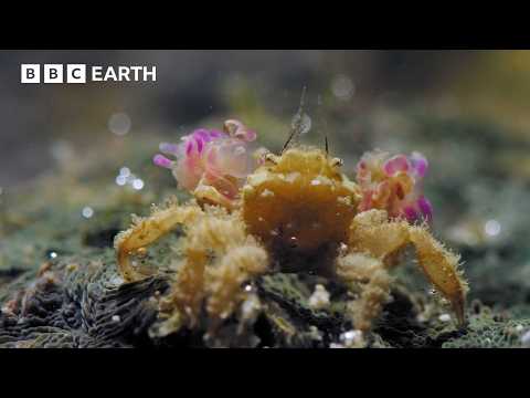 This Tiny Crab Can Knock Out Predators Twice Its Size | BBC Earth