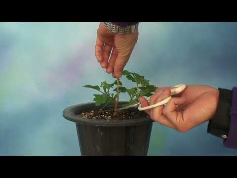 묶은 줄기 국화분재 직간작 만들기 1차 손질  #고찬훈