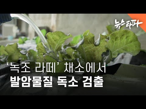[4K] '녹조 라떼'로 키운 채소에서 발암물질 독소 검출 - 뉴스타파