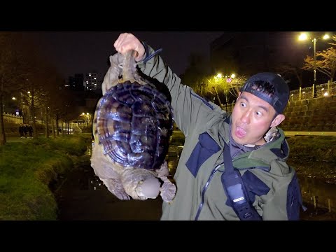 I caught a monster from a stream near Cheonggyecheon in Seoul... I ate it whole lol What in the w...