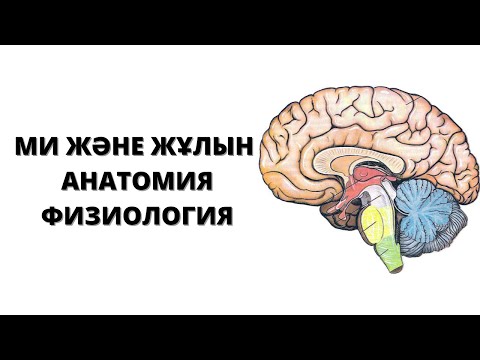 МИ АНАТОМИЯСЫ | ЖҰЛЫН , РЕФЛЕКТОРЛЫҚ ДОҒА