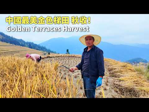 China’s Most Stunning Golden Rice Terraces Are Finally Harvested – A Breathtaking Autumn Spectacle!