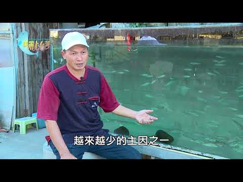 【苗栗造橋】為復育台灣原生魚蝦打拼的林明德 | 用心的產業 | 307 | #美麗心台灣