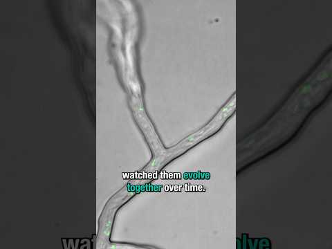 Scientists have never seen this before…