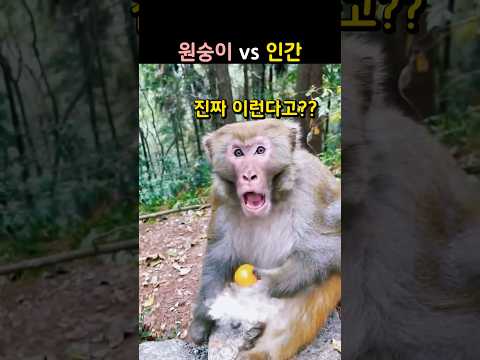"진짜 이럴거야?.." 원숭이가 진짜 화난 이유