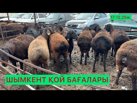 Қой бағалары 17.12.25ж