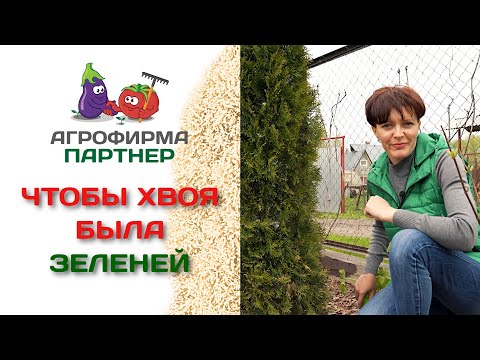 Чем подкормить хвойные растения