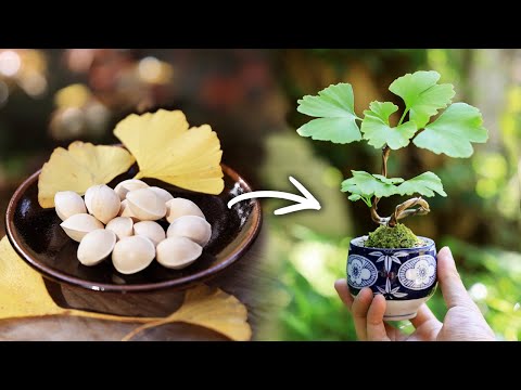 イチョウの湯呑みミニ盆栽 針金掛けでぐるっと【Bonsai diary 盆栽日記 6/23】初心者の簡単盆栽の作り方 育て方 やり方 銀杏 ギンナン Ginkgo ミニ盆栽 EOS R5撮影