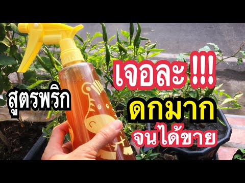 เจอละ!!สูตรพริกดกมากจนได้ขาย ขั้วดอกเหนียวออกดอกเยอะแมลงหายด้วยสิ่งนี้ผักงามแบบมืออาชีพแม่ก้อยพาทำ