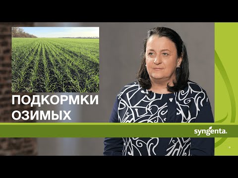 Особенности ранневесенних и весенне-летних подкормок посевов озимой пшеницы на юге России