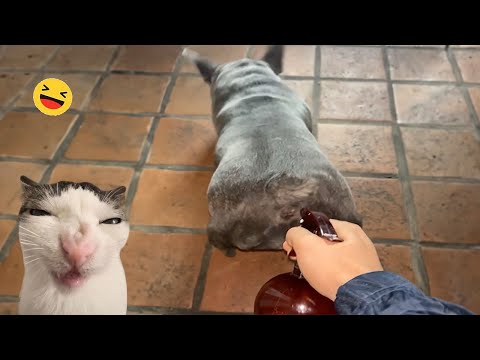 Try Not To Laugh Cats And Dogs Videos 😁 - BEST Funny Animal Videos 2025 #30