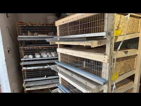 I'm Making the Best Quail Cage, My Option! Starting a Quail Business