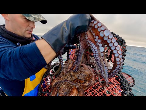 The Final Haul of The FishLocker Lobster and Crab Pots 2025 | The Fish Locker