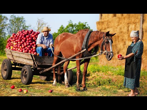 Happy old age of an elderly couple in the village / apple picking