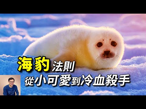 關於海豹你應該知道的事情，其實你一直都不認識真正的海豹！【老肉雜談】#動物 #野生動物 #海洋生物 #海豹 #seal