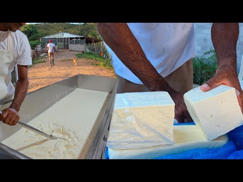 The Cleanest Country Cheese Factory Pure Flavor, Straight from the Land