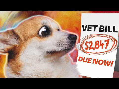 Why Taking Your Dog To The Vet Is SO Expensive