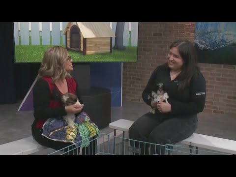 Popular dog breeds up for adoption