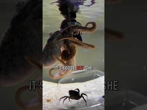 A puzzle for Haley the octopus!