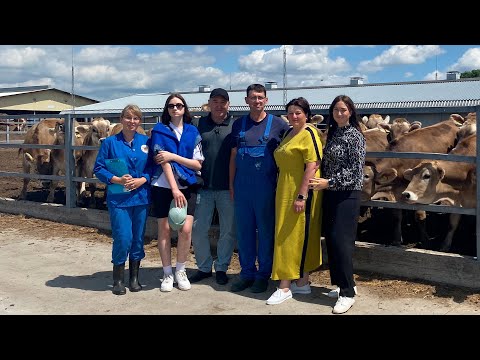 Everything will be Ukraine! The largest Brown Swiss dairy farm in Ukraine, we are buying a purebr...