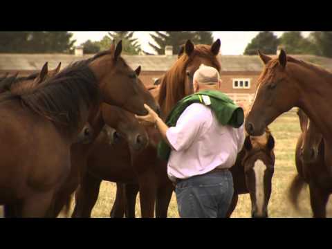 Эпизод о конзаводе «Восход» АгроХолдинга «Кубань»